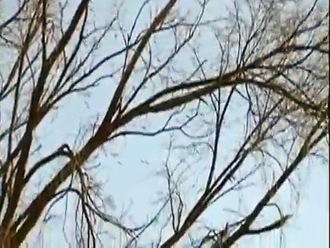 Thousands of Migratory Sandhill Cranes over Louisville