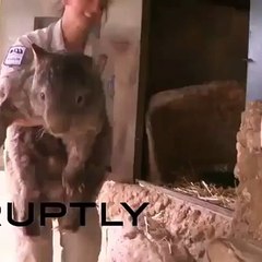 At 30-years-old and 79lbs Patrick is the oldest and biggest wombat in the world