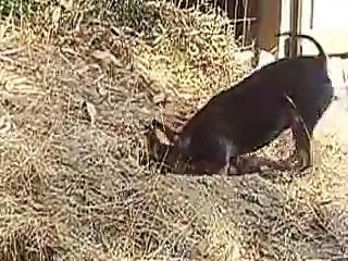 Peanut the Min Pin Digging Herself Underground
