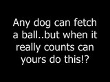 Dog doesn't just fetch balls.