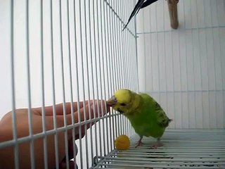 فرخ بادجي مدلل