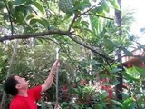 How to grow and harvest sugar apples, Annona squamosa or sweet sop.