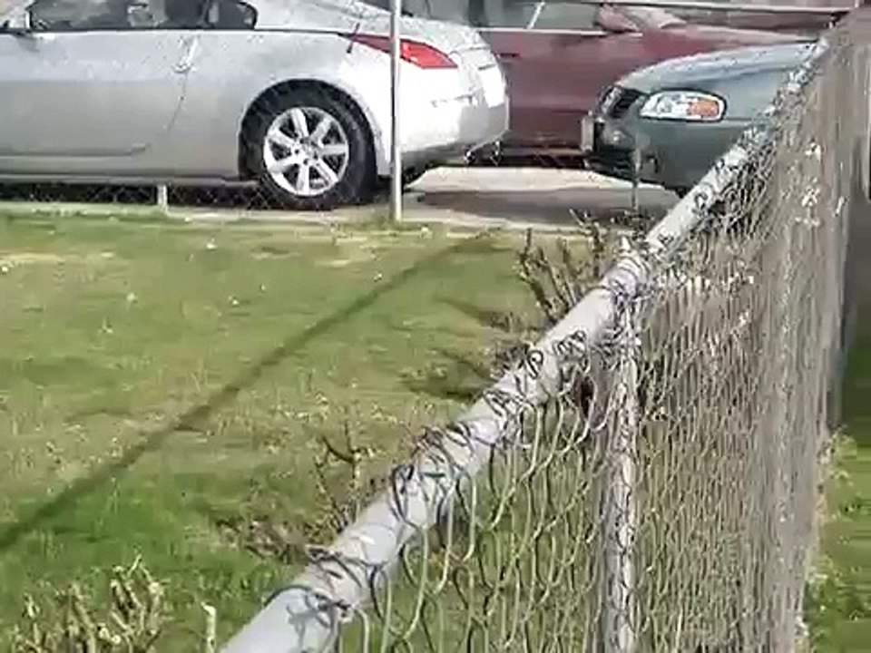 the dog eating cat