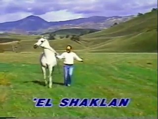 EL SHAKLAN - Om El Arab Stallion