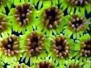 Wild Animal Documentary Treasures of the Great Barrier Reef Nature Documentary