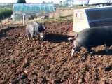 Berkshire Sow Pig Electric fence training method at 20 months of age