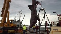 Así luce el segundo pez más grande del mundo capturado en Australia