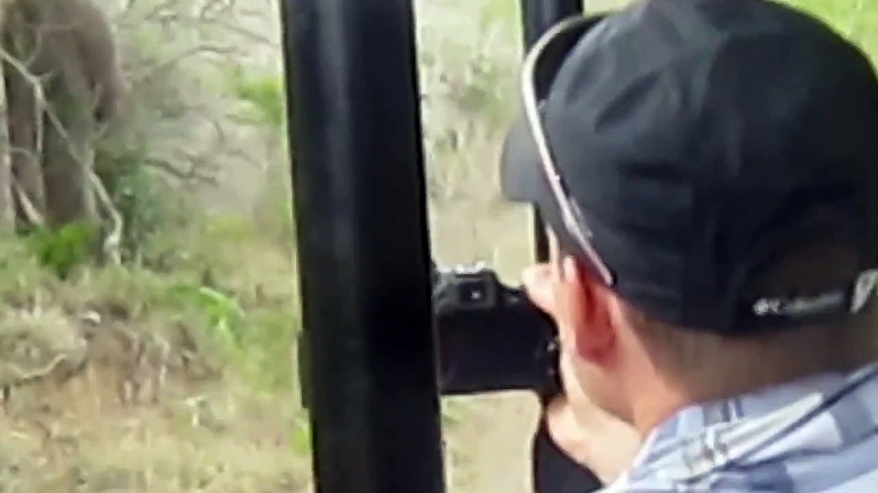 Thula Thula   Elephant charge