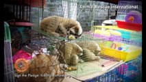 Campaign launched to stop rare slow loris pet trade