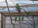 Swift parakeets, swift parrots, swift parkieten
