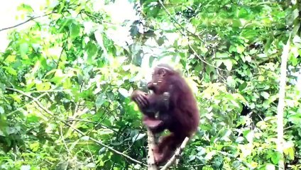 Los Animales mas Divertidos - increíble recopilatorio