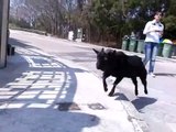 清水灣五塊田驚見羊群 - Goats running on street