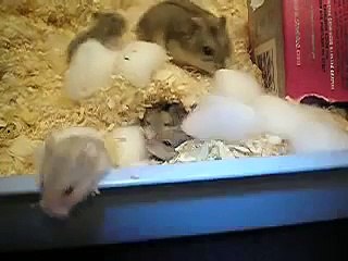 Russian Dwarf Hamster Babies and Mom