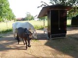 Pferdle-Glück Futterautomat für Pferde -- Fütterung von Raufutter, Stroh, Heu, Pferde-Glück