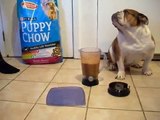 How to introduce puppies to dog food -feed puppies  (Breeder information)