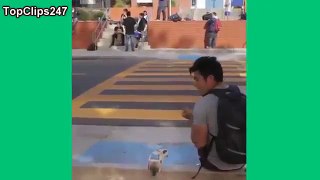 Aaron's Animals VINES Compilation - Best Videos - Funny Animal Videos 2015