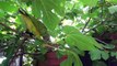 Parrots Eating Figs Right Off a Fig Tree