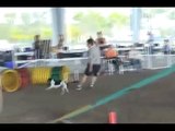 Maggie Mae, Rat Terrier, Fifth Agility Trial One Year Later