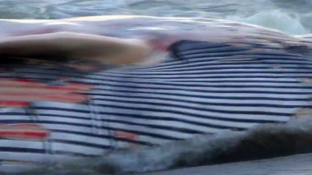 Balena morta a Rosignano Solvay