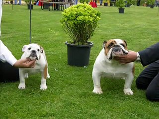 Bulldog Ingles