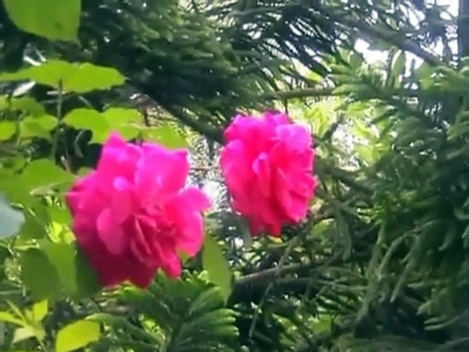 PEDONG (CHINU).mp4