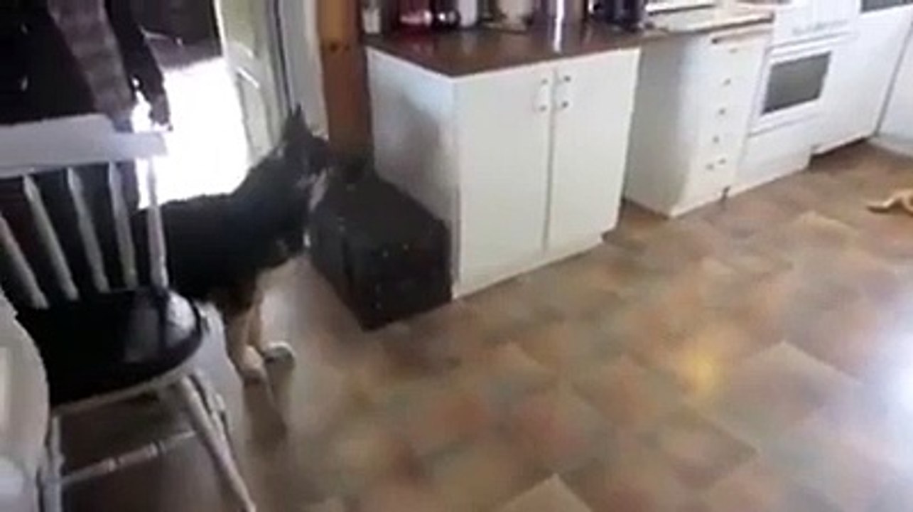 German Shepherd afraid of a toy tiger