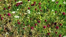 FIORI DI CAMPO-CAMPI DI FIORI