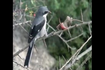 Alcaudón, el ave que empala a sus presas