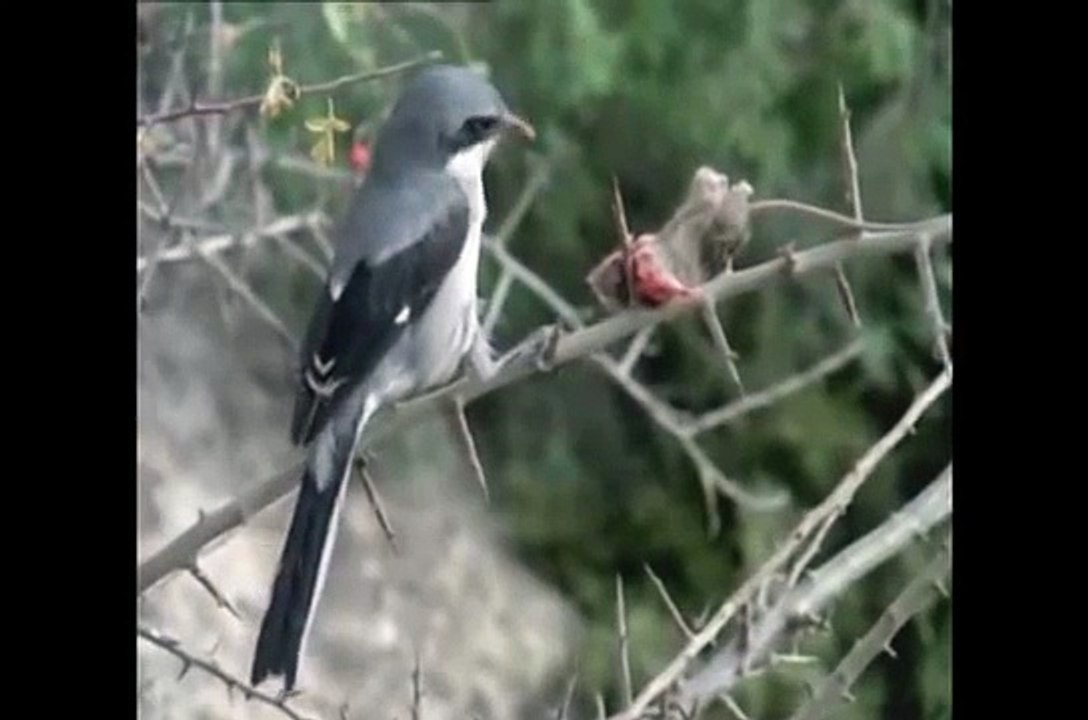 Alcaudón, el ave que empala a sus presas
