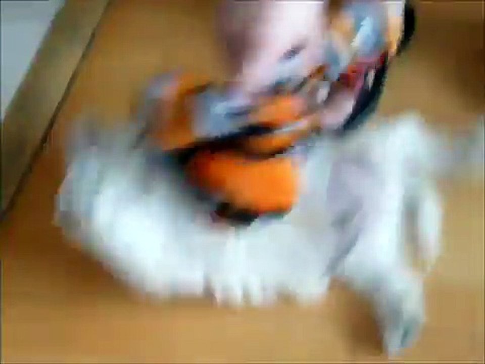 Cute West Highland White Terrier Puppy (Westie) "Ubi" - Playing with guest