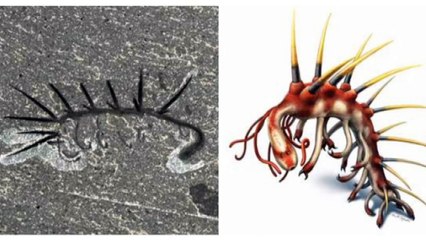 Fossil with teeth in its throat has been pieced together