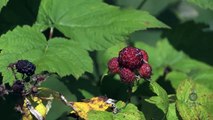 Growing Raspberries | Iowa Ingredient