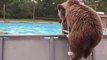 Bruiser Bear Cools Off In A Swimming Pool!