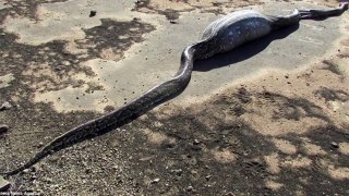 Python died after swallowing a 30lb porcupine