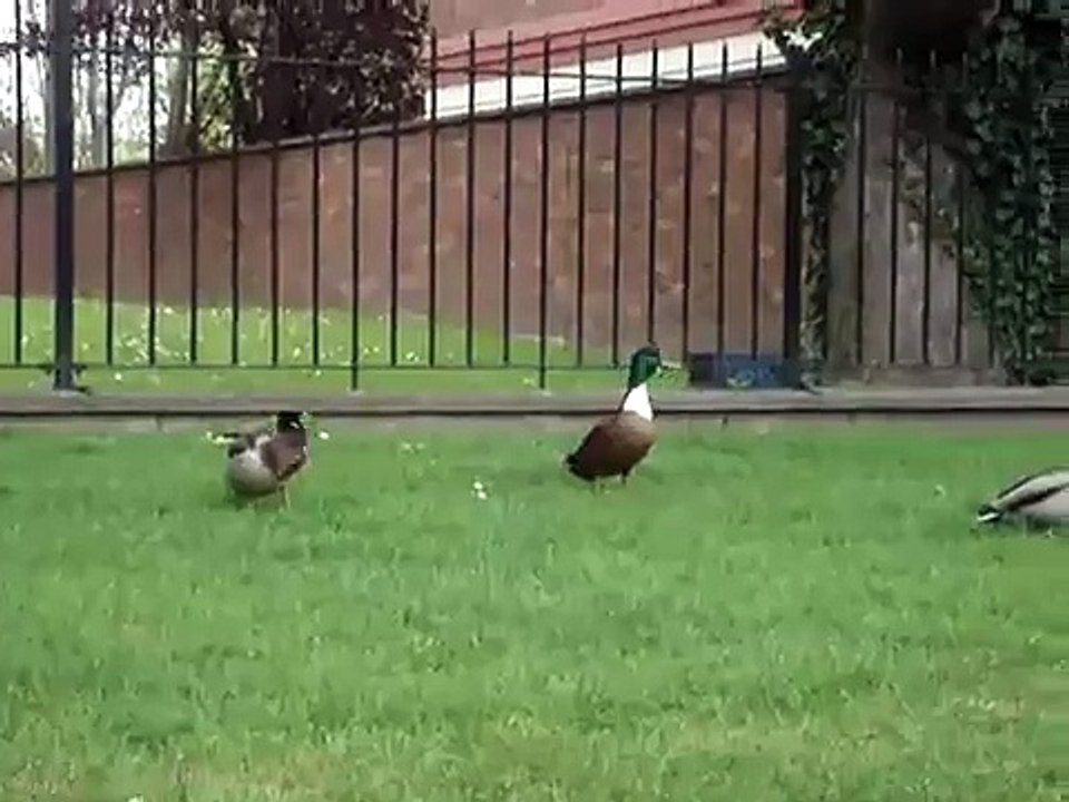 Ducks flying