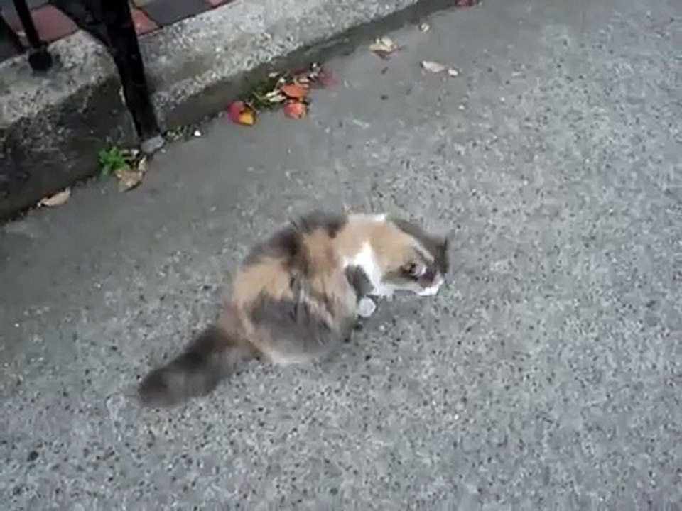 Cat miaowing