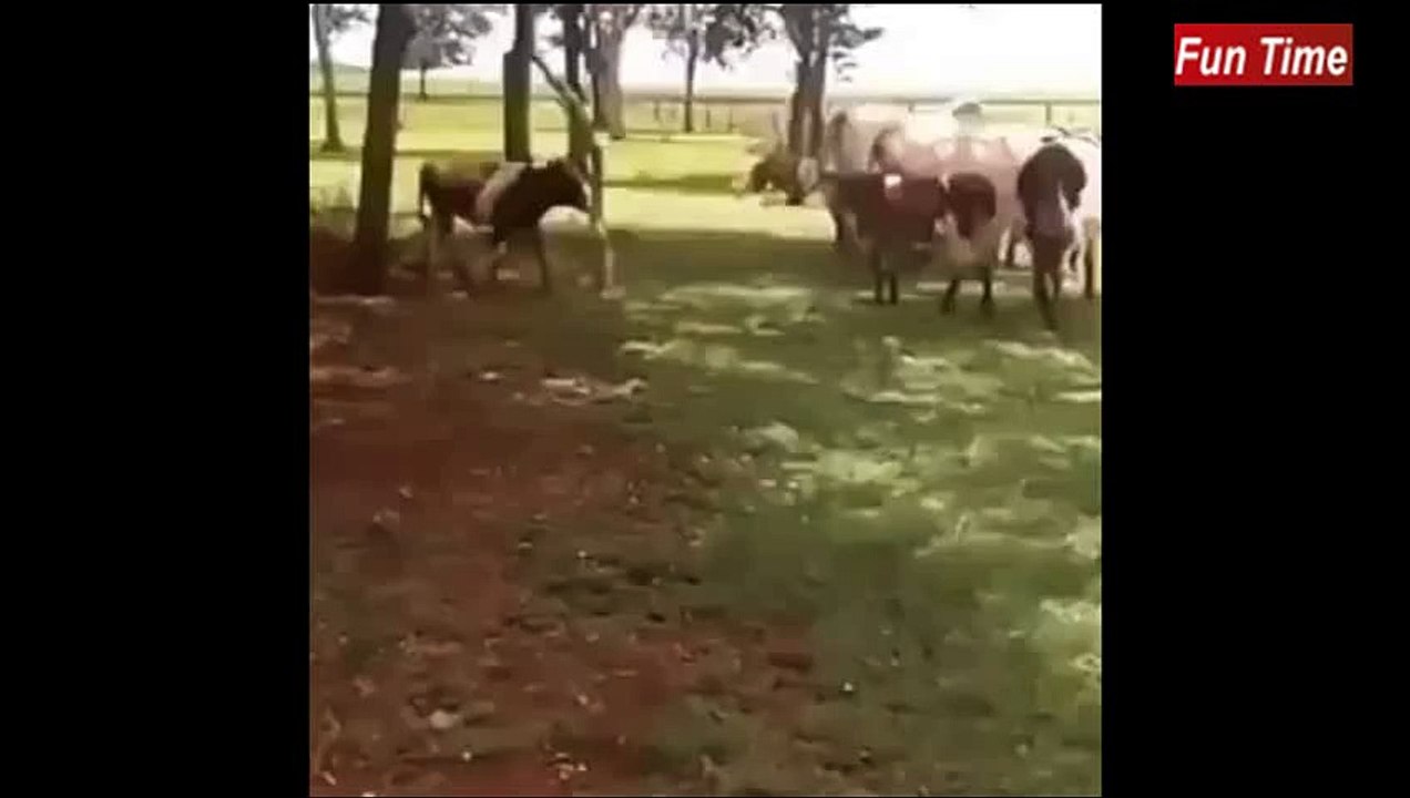 Watch this whose horns are strong