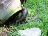 Rescued Baby Palawan Pangolin close up eating ants-Please share