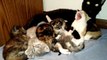 kittens and momma cat