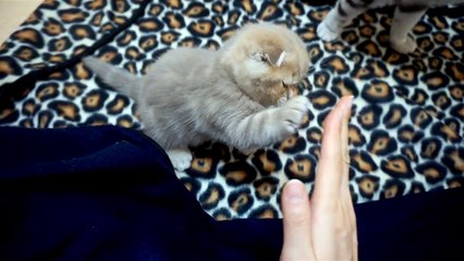 하이파이브 high five [탐묘생활]