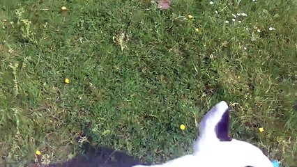 English Bull Terrier Shilogh at A & B Dogs Boarding & Training Kennels.