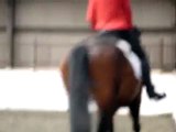 Dressage Trot/walk/trot transitions