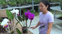 AOG Orchid Pollination - Akatsuka Orchid Gardens