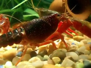 Procambarus clarkii o cangrejo de rio en mi acuario