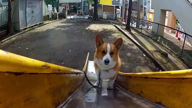 Goro understands momentum in slide. / 滑り台 20120606 Goro@Welsh corgi コーギー