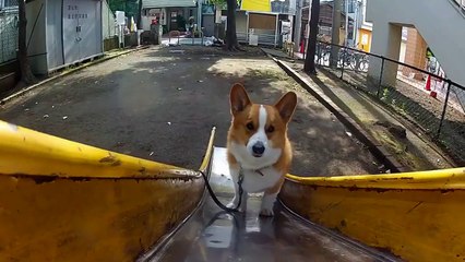 Goro understands momentum in slide. / 滑り台 20120606 Goro@Welsh corgi コーギー