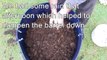 How to make a worm farm.. Easy as worm barrel for lawn clippings & garden scraps..