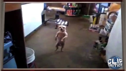 Dancing Salsa Dog