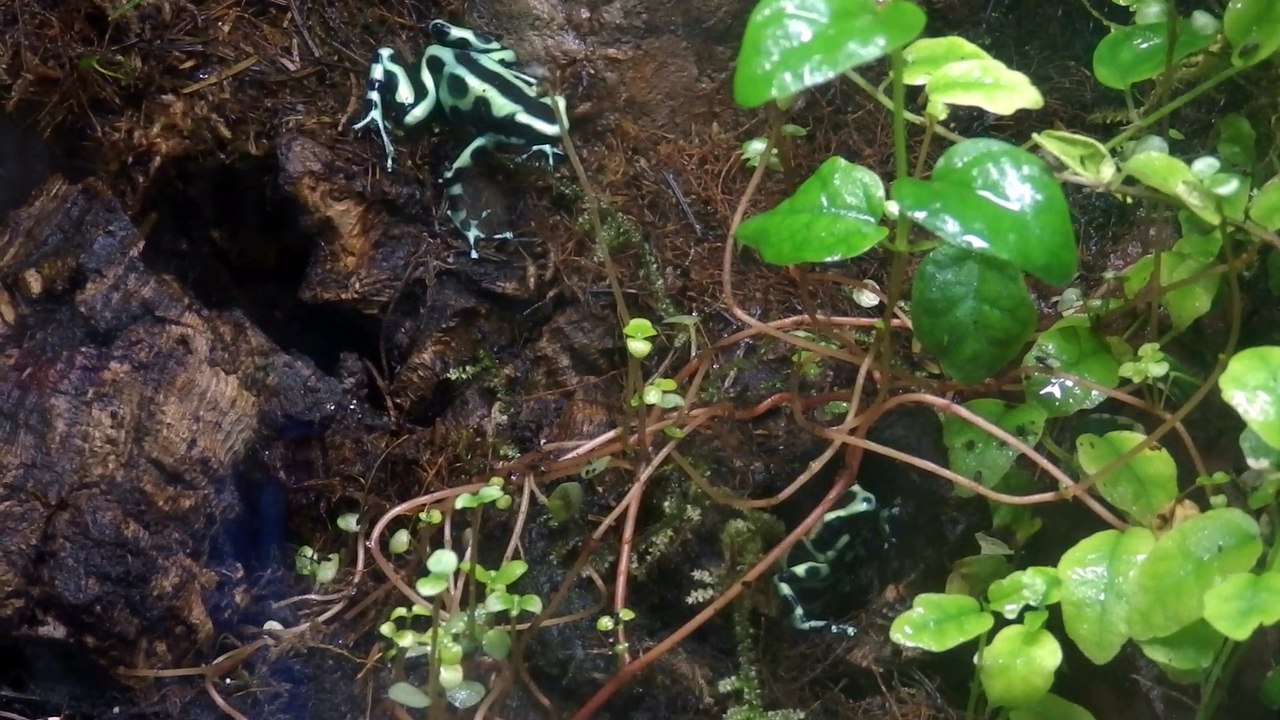 Dendrobates auratus