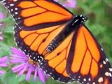 Mariposas Monarcas: Angeles en Peligro